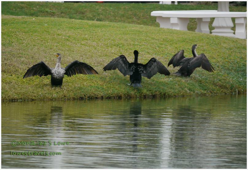 Cormorants