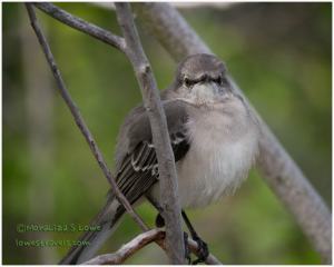 Northern Mockingbird