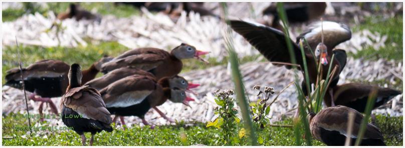 Black bellied Whistling ducks