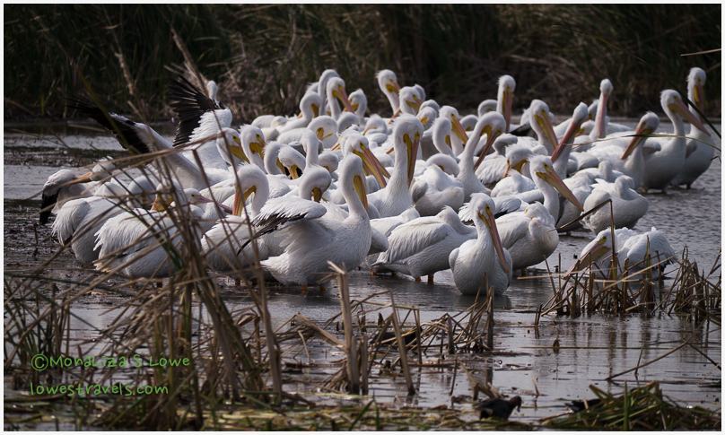 American White Pelican