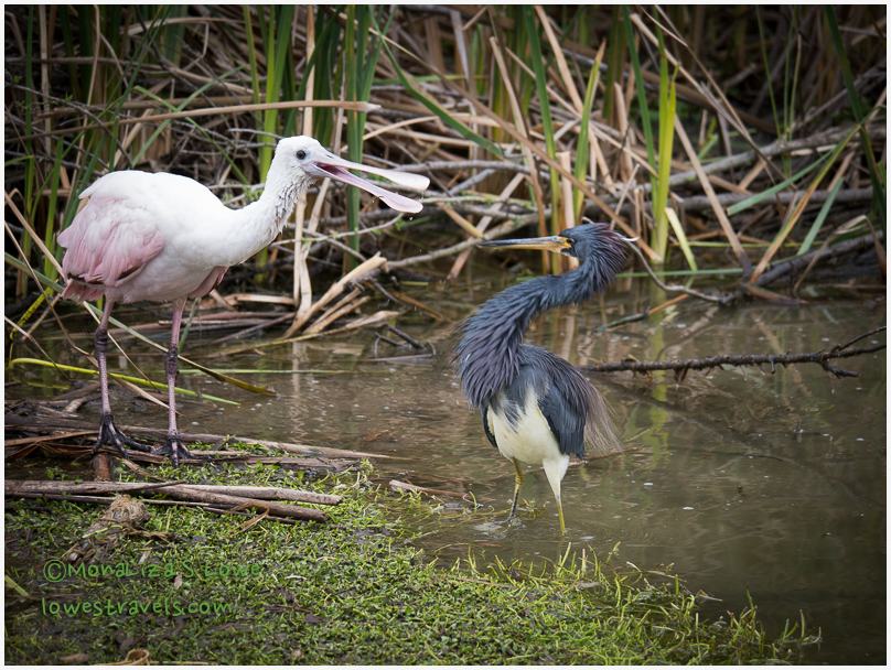 Roseate Spoonbill