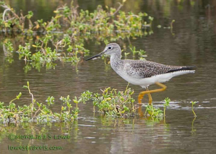 Greater Yellow legs