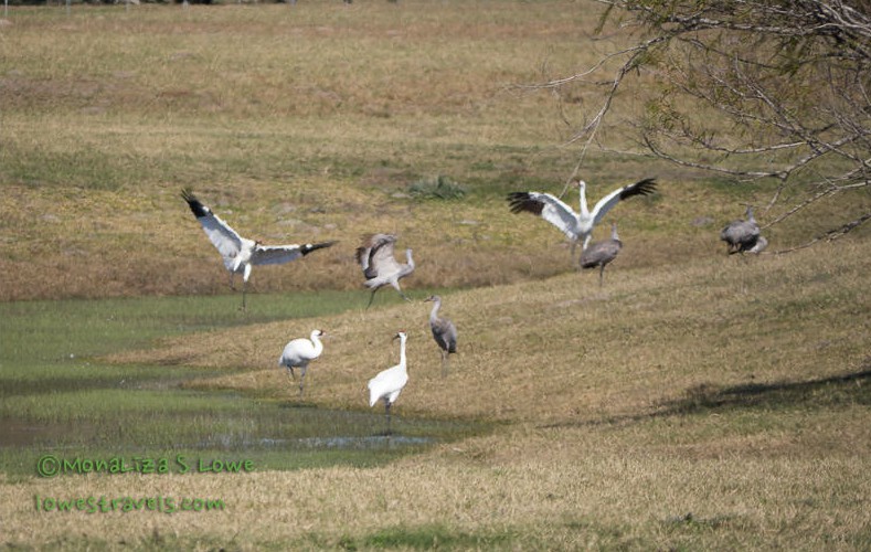 Whooping Crane