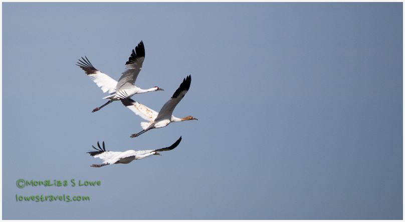 Whooping Cranes