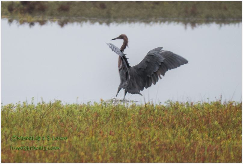 Reddish Egret