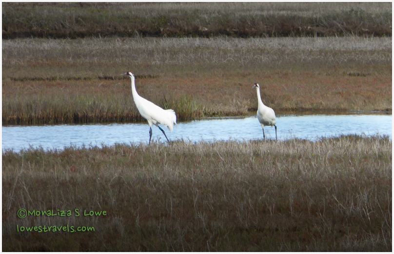 Whooping Cranes