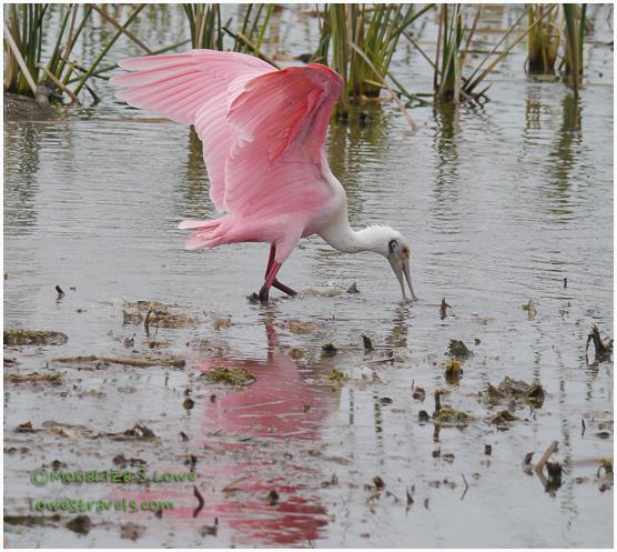 Roseate Spoonbill