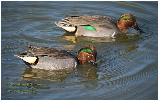 Green-winged Teal