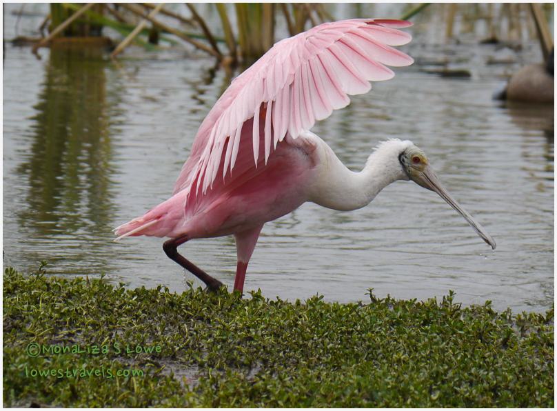 Roseate Spoonbill