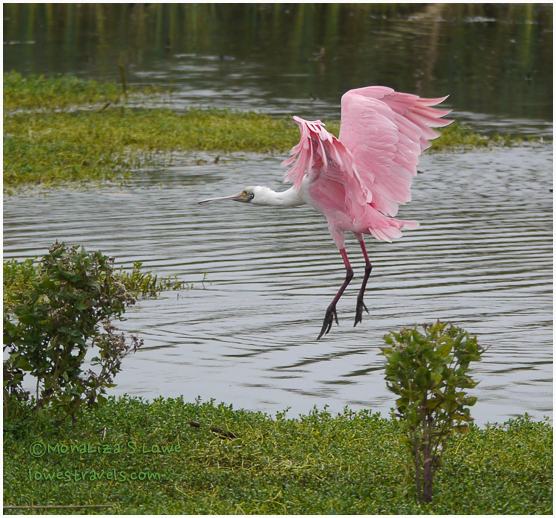 Roseate Spoonbill