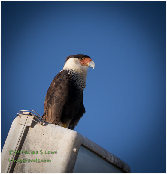 Caracara