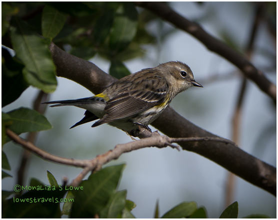 Yellow rumped warbler