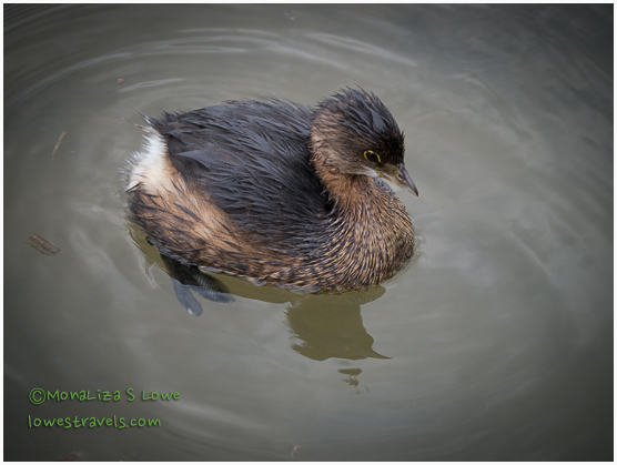 Least Grebe