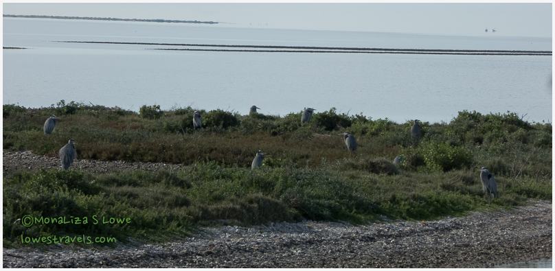 Great Blue Heron Island