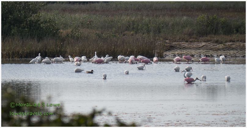 Roseate Spoonbill