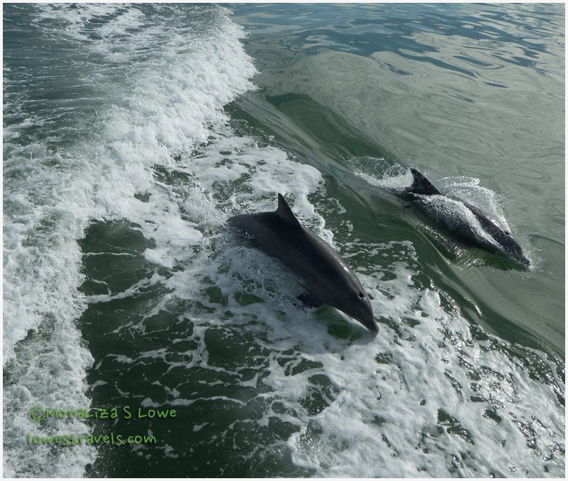 Bull nosed Dolphins