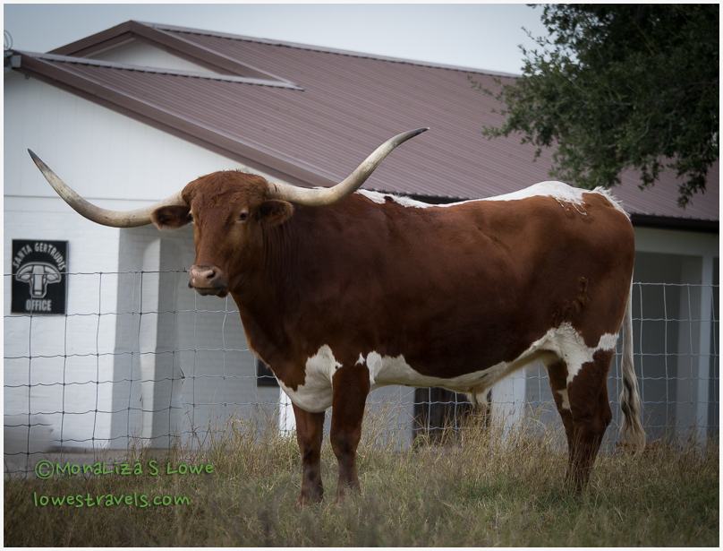 Texas Longhorn