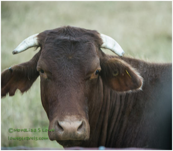 Santa Gertrudis Cow