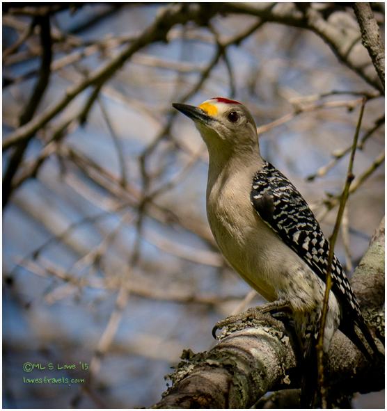 Golden Fronted Woodpecker