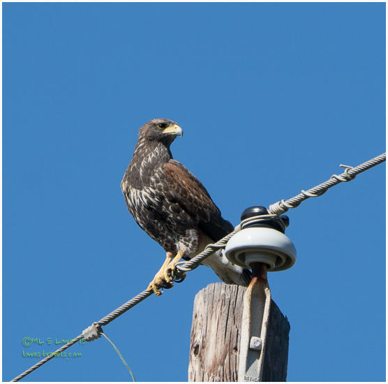 Juvenile Harris Hawk