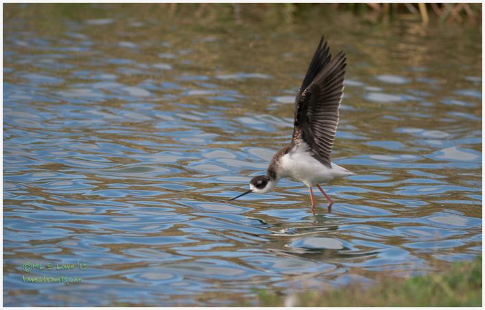 Black necked stilt