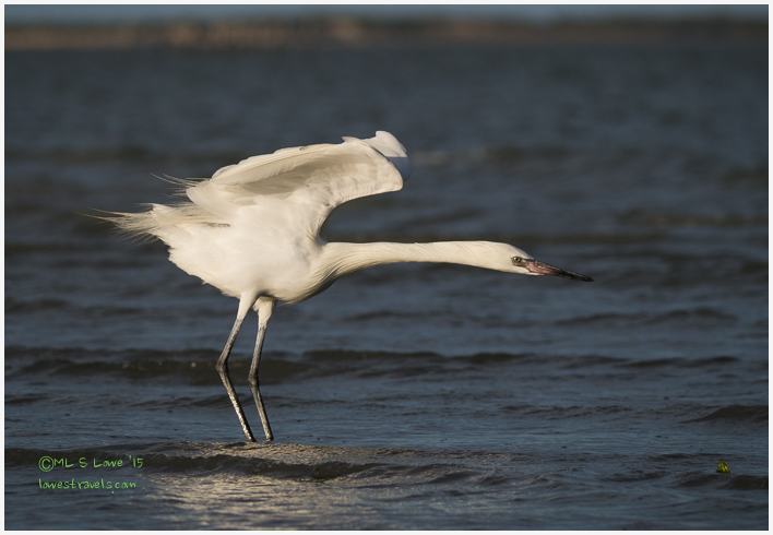 Reddish Egret