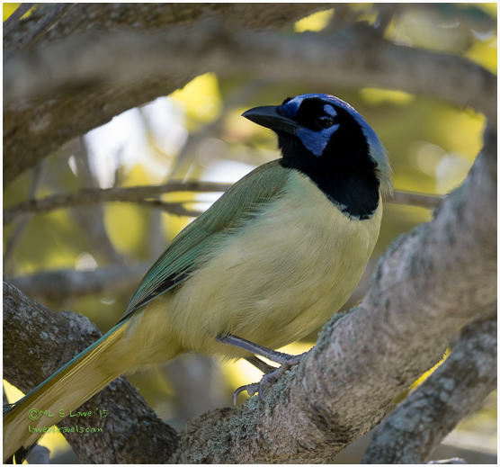 Green Jay