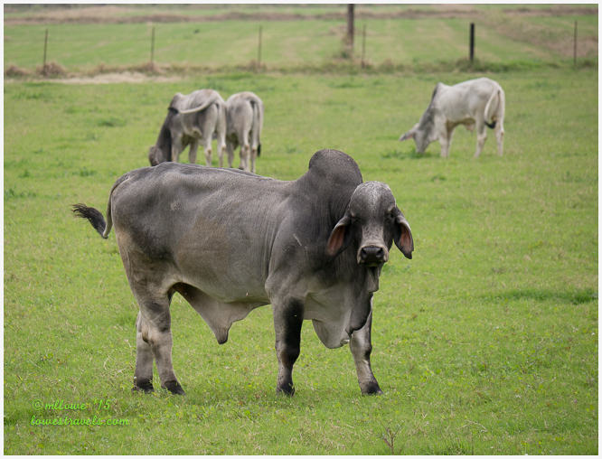 Brahman Bull