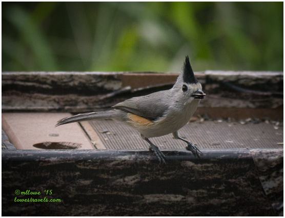 Black-crested Titmouse