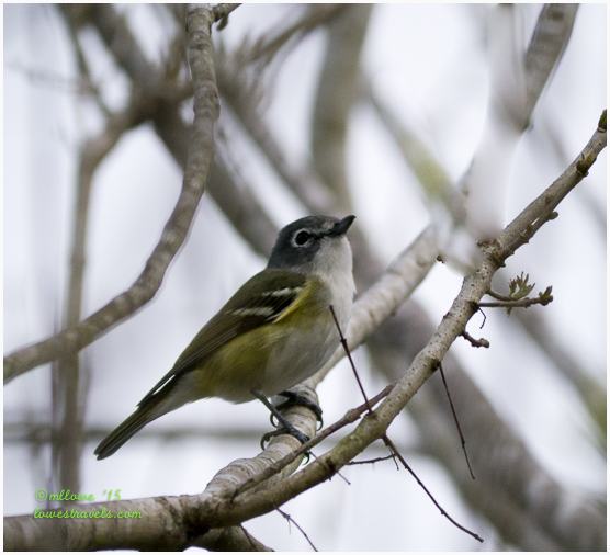 Blue-headed Vireo