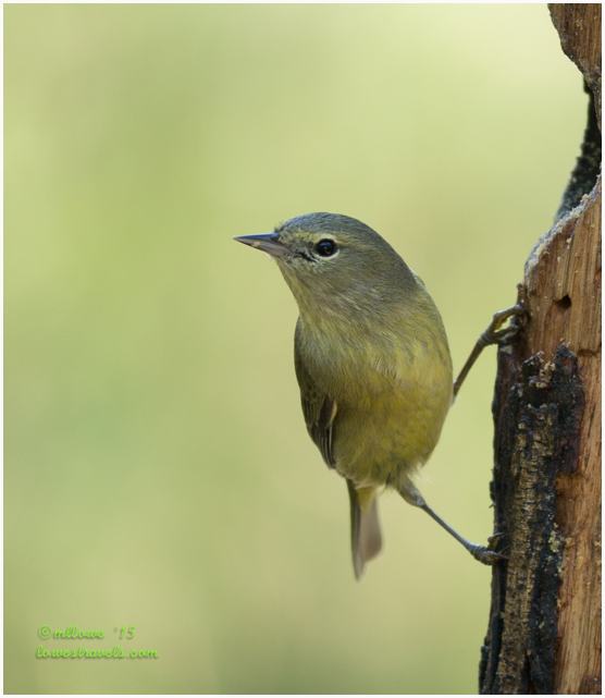 Orange-crowned Warbler