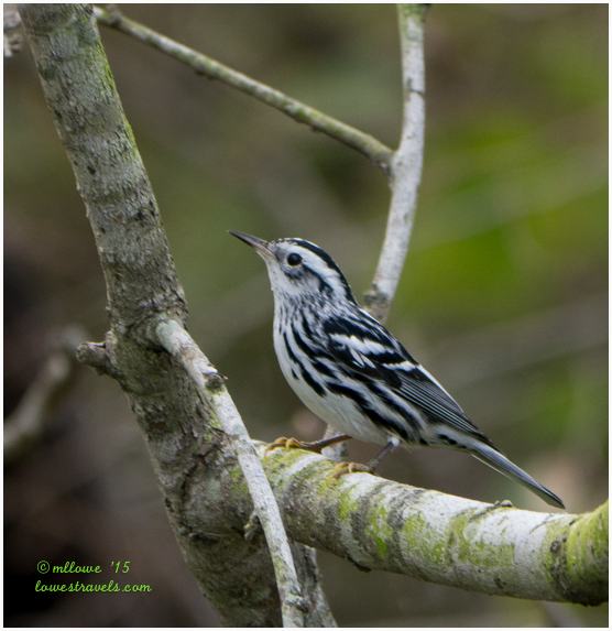Black and White Warbler