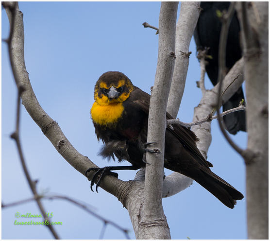 Yellow-headed blackbird