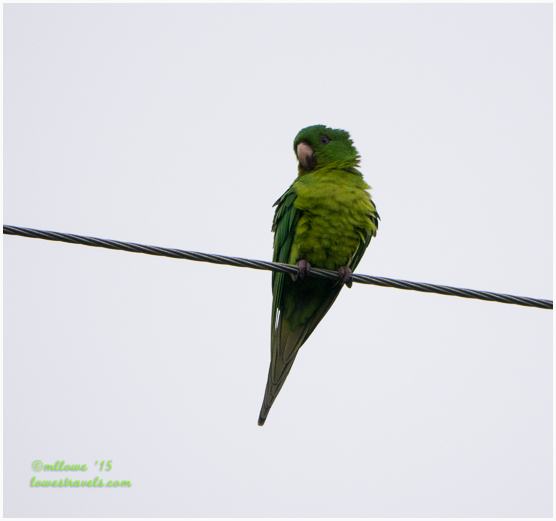 Green Parakeet