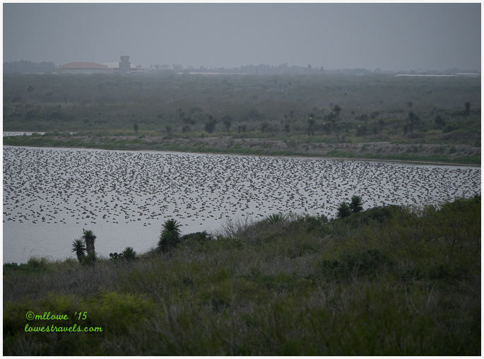 Laguna Atascosa NWR