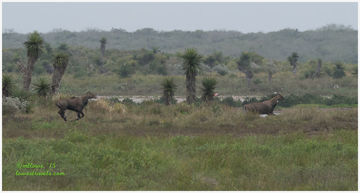 Laguna Atascosa NWR