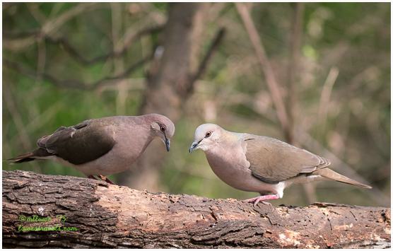 White tipped Dove