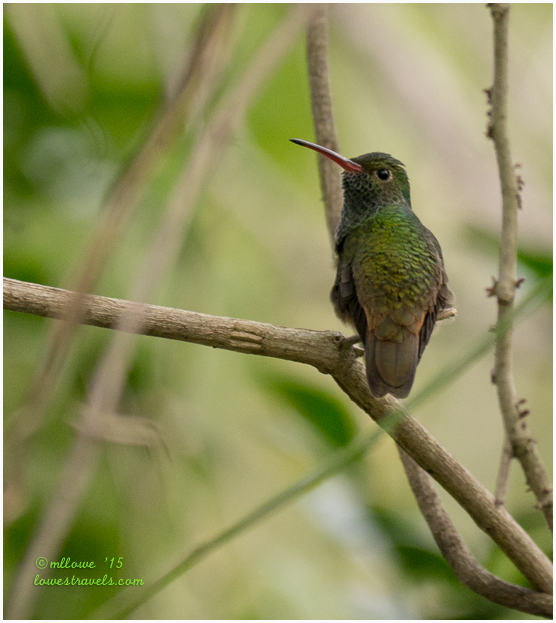 A vibrant green hummingbird perched on a branch, surrounded by soft, blurred foliage.