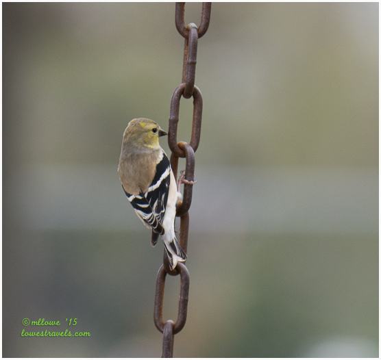 Lesser Goldfinch