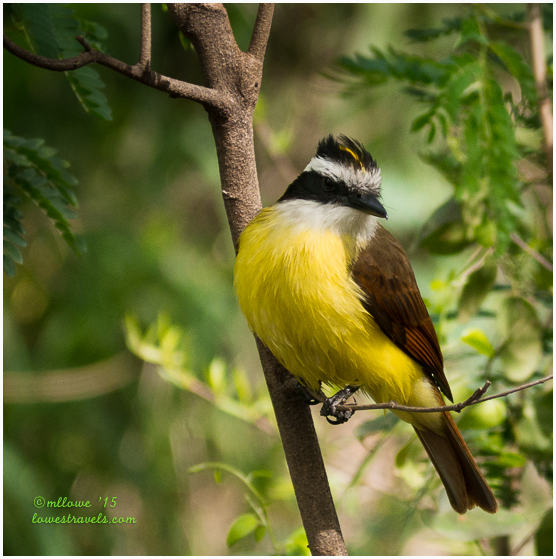 Great Kiskadee