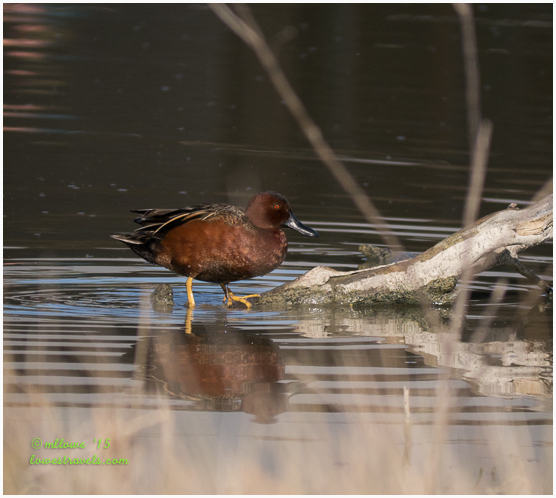 Cinnamon Teal