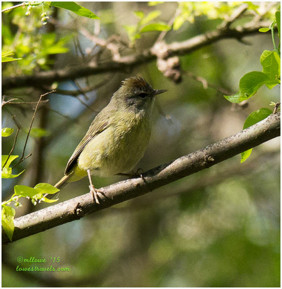 Ruby Crowned Kinglet