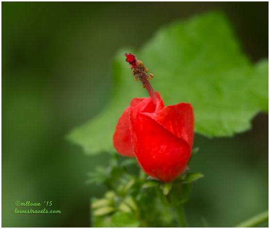 Turks Cap
