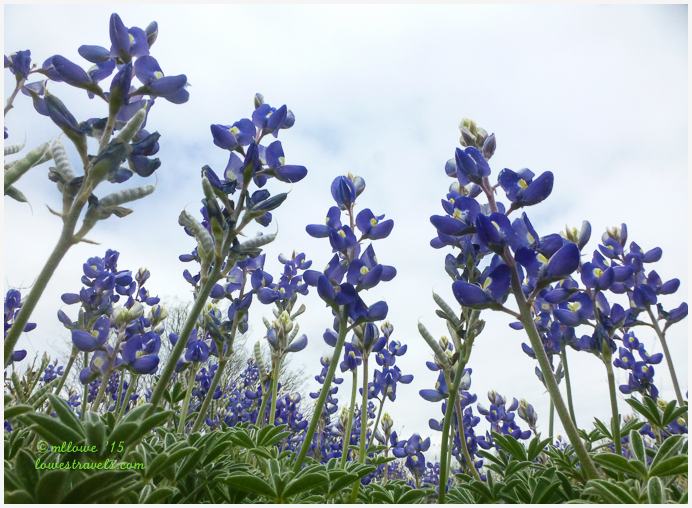 Can spring be far away? – Lake Casa Blanca SP, Laredo, TX