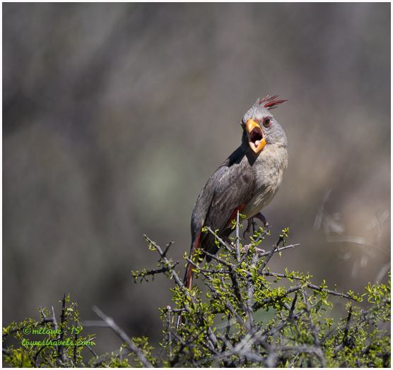 Pyrrhuloxia