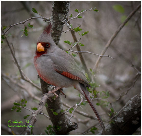 Male Pyrrhuloxia