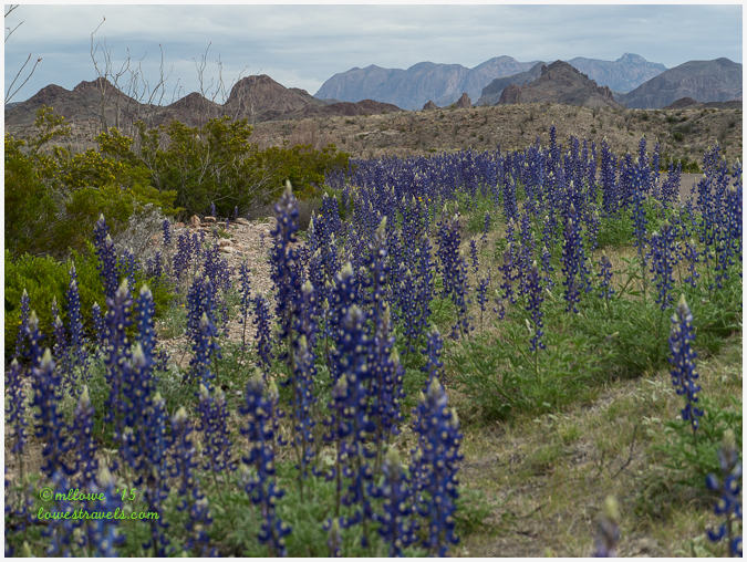 Big Bend National Park