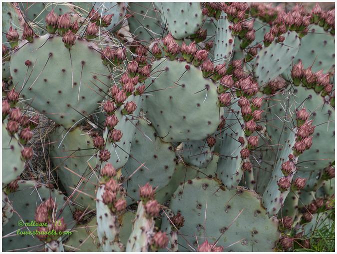 Prickly Pear blooms