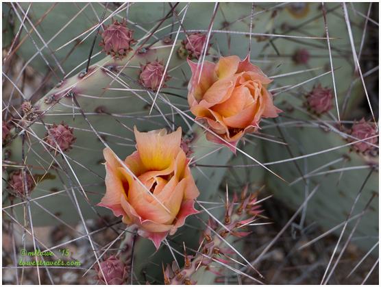 Hitting the trails at Big Bend NP