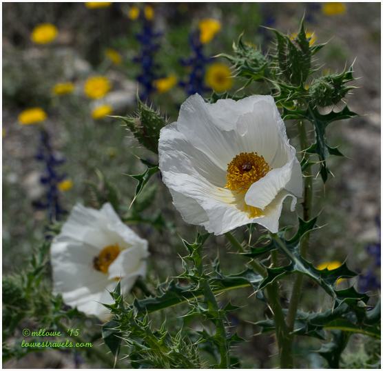 Driving and Flying Big Bend Ranch State Park